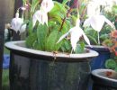 Sheila had beautiful potted fuschias.