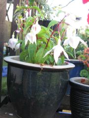 Sheila had beautiful potted fuschias.