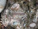 Odd inclusions in the beach rock.