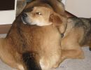 Chloe is a dog who likes to be close. Bannie does not seem to mind.