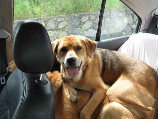 Chloe laying on Bannie in the back seat of the car.