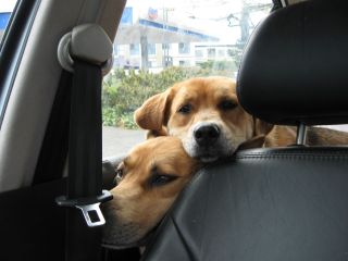 Sometimes she rests her head on mine. It's feels odd, but comforting.