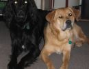 Shadow and Chloe are good friends. In the dark I can only see Shadow by the glint in his eyes.