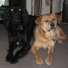 Shadow and Chloe are good friends. In the dark I can only see Shadow by the glint in his eyes.