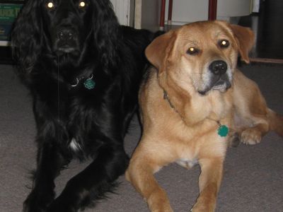 Bannie, Chloe & Shadow