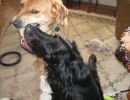 Play in the house is restricted to non-furniture moving motions. Wrestling for a ball is good.