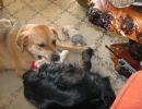 Shadow's favorite toy is the pink rabbit - no matter what toy is in play, the rabbit is close by.