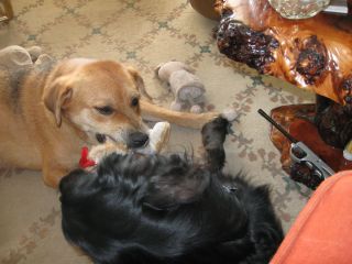 Shadow's favorite toy is the pink rabbit - no matter what toy is in play, the rabbit is close by.