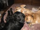 Evenings on the bed everyone gets together with me watching TV.