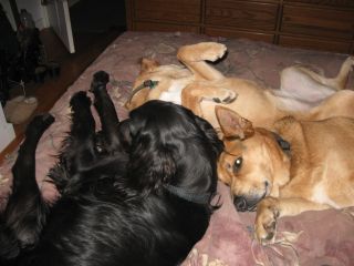 Evenings on the bed everyone gets together with me watching TV.