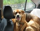 Chloe laying on Bannie in the back seat of the car.
