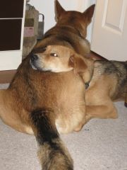 Chloe is a dog who likes to be close. Bannie does not seem to mind.