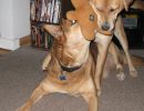 Sharing the gingerbread toy that Chloe won in a draw at the Walking Dog daycare.