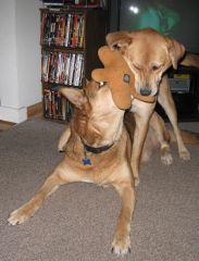 Sharing the gingerbread toy that Chloe won in a draw at the Walking Dog daycare.