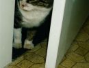 He was always on guard, watching for the dogs and for people in the house that he didn't know.
