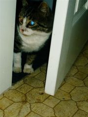 He was always on guard, watching for the dogs and for people in the house that he didn't know.