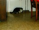 Mandu was a wild cat.