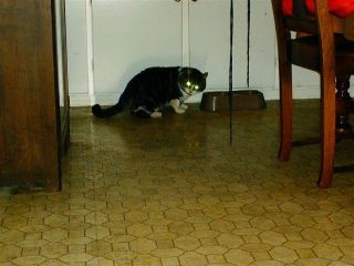 Mandu was a wild cat.