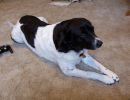 Maggie lived with my sister Sue's family. She was brought to the Coast after being rescued from the Red River flood in the 1990's.