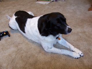 Maggie lived with my sister Sue's family. She was brought to the Coast after being rescued from the Red River flood in the 1990's.