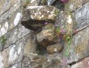 Lots of different plants in the stonework.