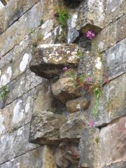 Lots of different plants in the stonework.