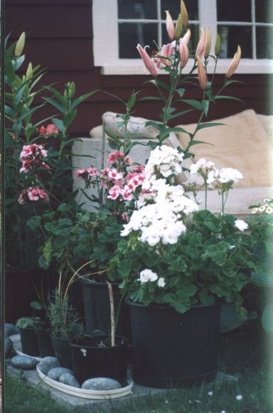 Flowers in the garden
