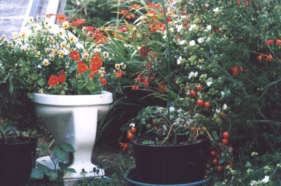 Flowers in the garden